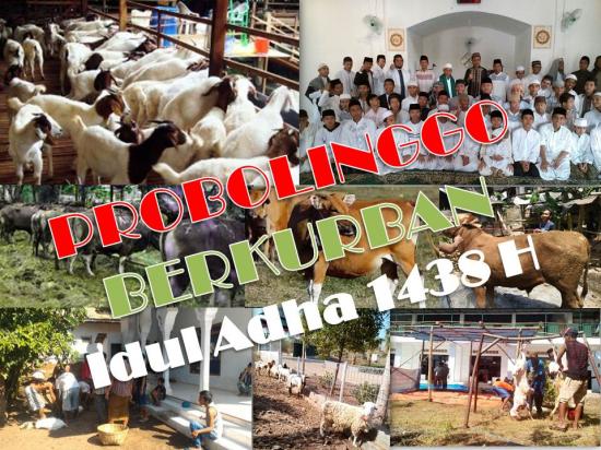 Sambut Idul Adha 1438 H, Wonomerto sembelih 5000 ekor kambing dan puluhan sapi
